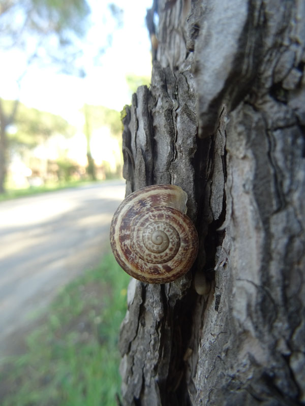 Massylaea vermiculata - Helicidae